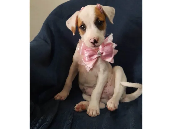 Cachorro ra a SRD-ViraLata idade 2 a 6 meses nome Taylor