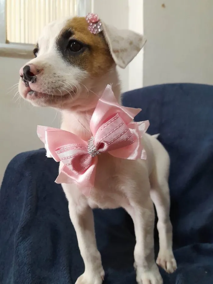 Cachorro ra a SRD-ViraLata idade 2 a 6 meses nome Taylor