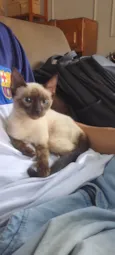 Fofinha