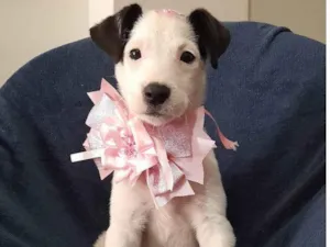 Cachorro raça SRD-ViraLata idade 2 a 6 meses nome Serena
