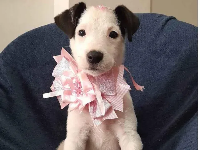 Cachorro ra a SRD-ViraLata idade 2 a 6 meses nome Serena