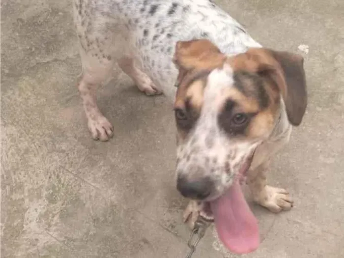 Cachorro ra a SRD-ViraLata idade 7 a 11 meses nome Hulk