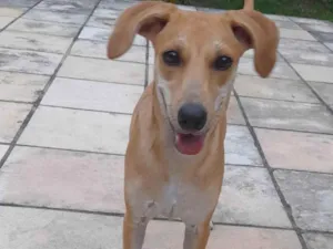 Cachorro raça SRD-ViraLata idade 7 a 11 meses nome Mel