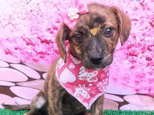 Cachorro raça SRD-ViraLata idade 2 a 6 meses nome Abelhuda