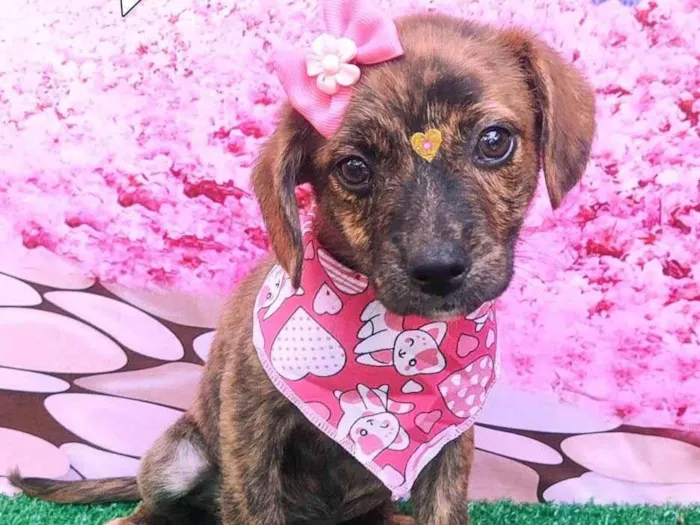 Cachorro ra a SRD-ViraLata idade 2 a 6 meses nome Abelhuda