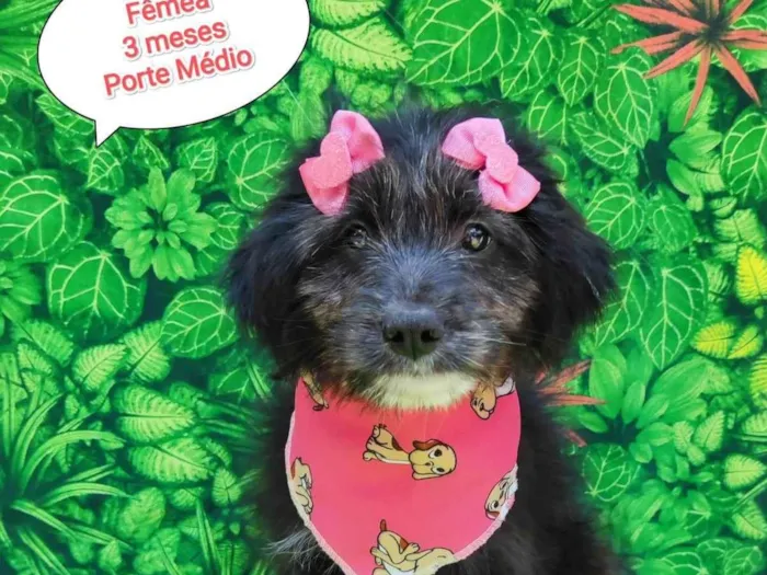 Cachorro ra a SRD-ViraLata idade 2 a 6 meses nome Ursinha