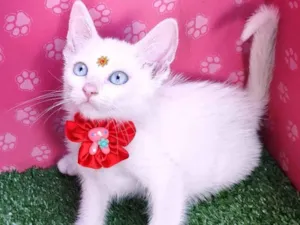 Gato raça SRD-ViraLata idade 2 a 6 meses nome Kika