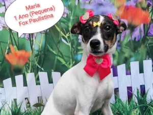 Cachorro raça  Fox paulistinha  idade 1 ano nome Maria 