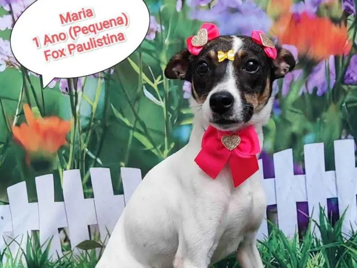 Cachorro ra a  Fox paulistinha  idade 1 ano nome Maria 