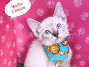 Gato raça SRD-ViraLata idade 2 a 6 meses nome Hugo