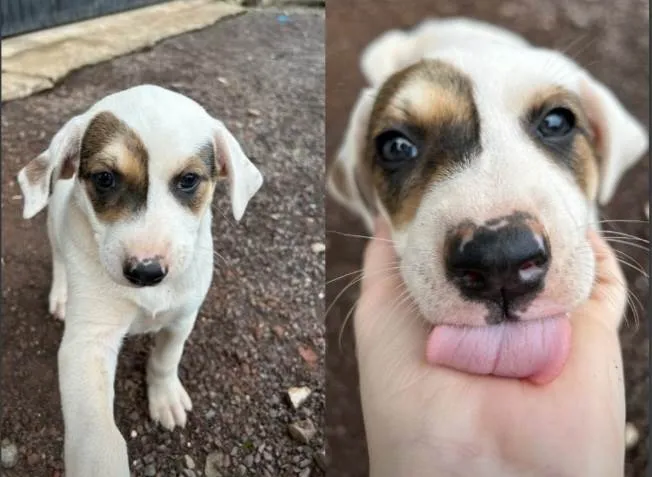 Cachorro ra a Vira lata idade Abaixo de 2 meses nome Sem nome