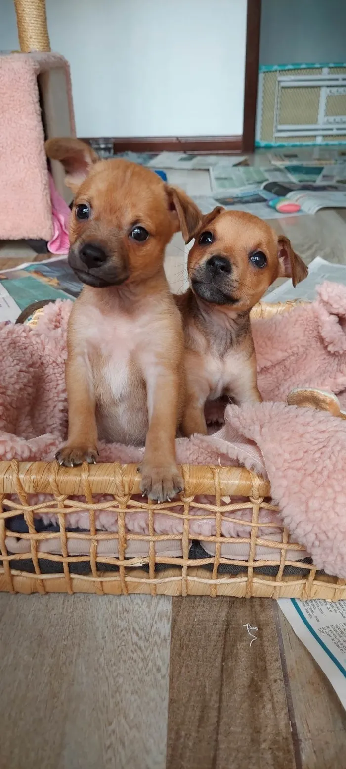 Cachorro ra a SRD-ViraLata idade Abaixo de 2 meses nome Panqueca e Amarula 