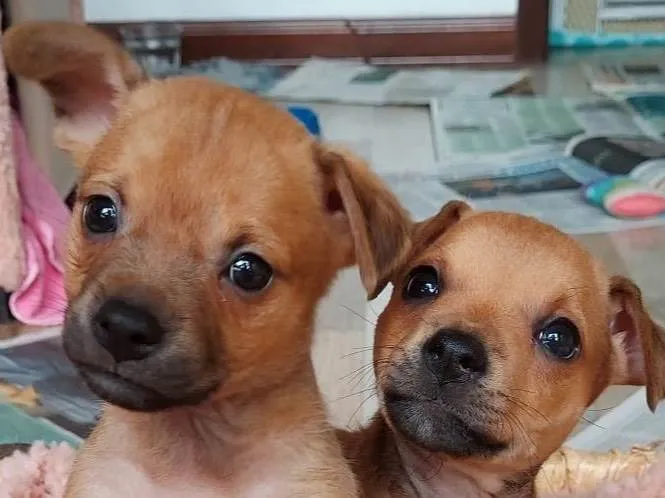 Cachorro ra a SRD-ViraLata idade Abaixo de 2 meses nome Panqueca e Amarula 