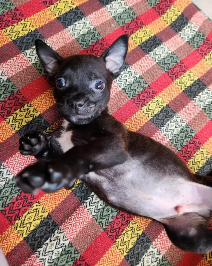 Cachorro ra a SRD-ViraLata idade Abaixo de 2 meses nome Auustar 