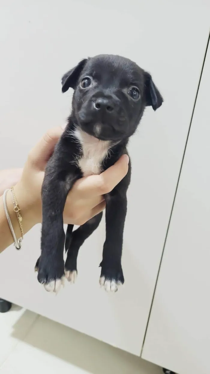 Cachorro ra a SRD-ViraLata idade Abaixo de 2 meses nome Auustar 