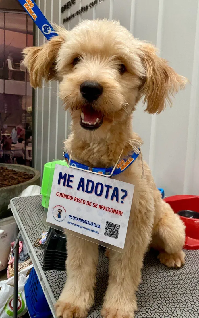 Cachorro ra a SRD-ViraLata idade 2 a 6 meses nome Simba