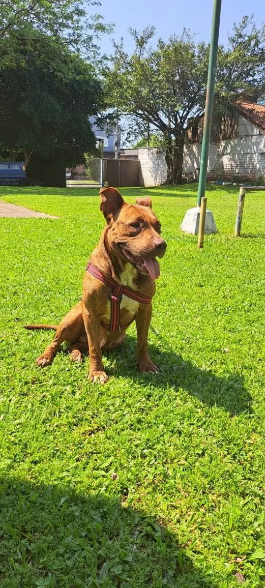 Cachorro ra a SRD-ViraLata idade 7 a 11 meses nome Ruby