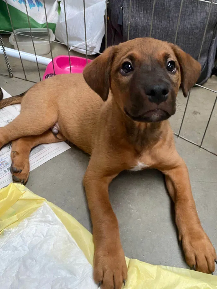 Cachorro ra a SRD-ViraLata idade Abaixo de 2 meses nome Tor