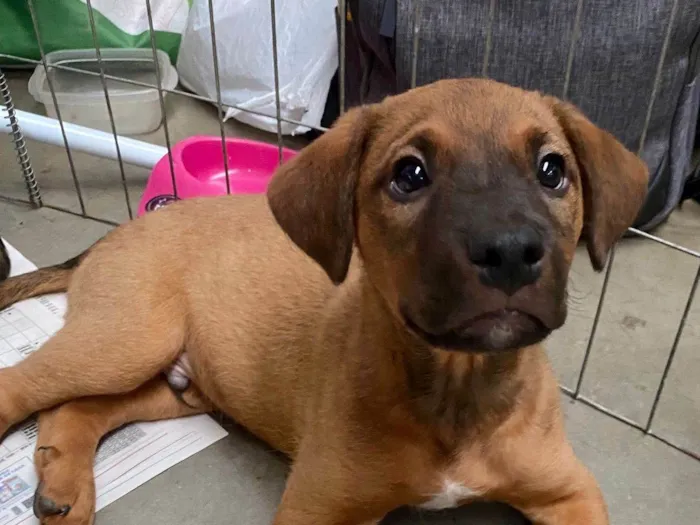 Cachorro ra a SRD-ViraLata idade Abaixo de 2 meses nome Tor