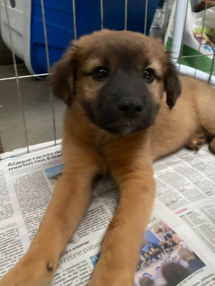 Cachorro ra a SRD-ViraLata idade 2 a 6 meses nome Téo