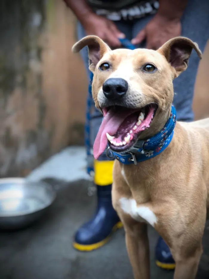 Cachorro ra a SRD-ViraLata idade 1 ano nome Costelinha