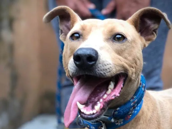 Cachorro ra a SRD-ViraLata idade 1 ano nome Costelinha