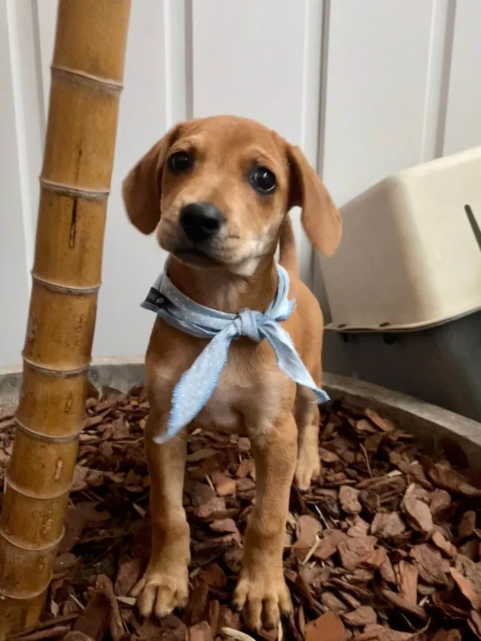 Cachorro ra a SRD-ViraLata idade 2 a 6 meses nome Amendoim 