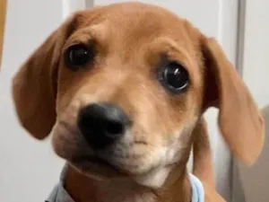 Cachorro raça SRD-ViraLata idade 2 a 6 meses nome Amendoim 