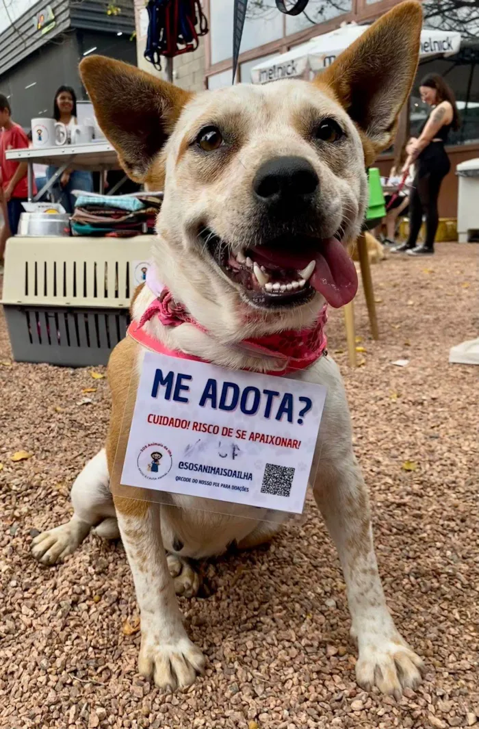 Cachorro ra a SRD-ViraLata idade 1 ano nome Astrid