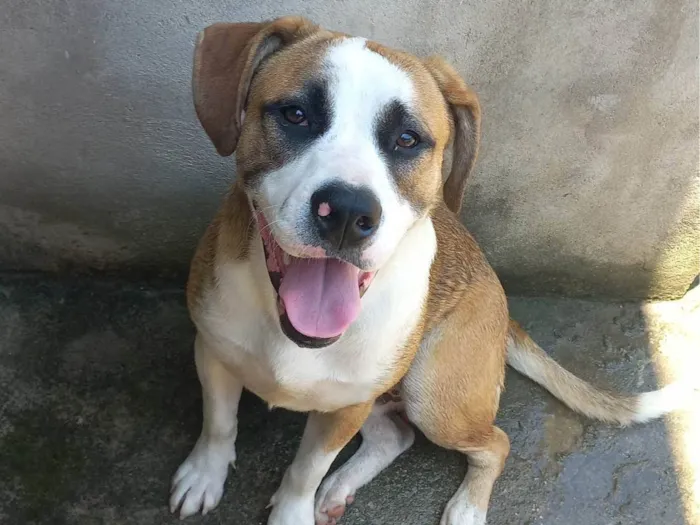 Cachorro ra a Vira lata  idade 7 a 11 meses nome Ragnar