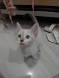 Gata fêmea branca
