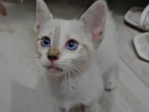 Gato raça Srd idade 2 a 6 meses nome Gata fêmea branca