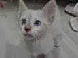 Gata fêmea branca