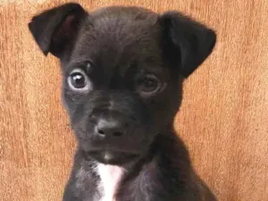 Cachorro raça SRD-ViraLata idade Abaixo de 2 meses nome Auustar 