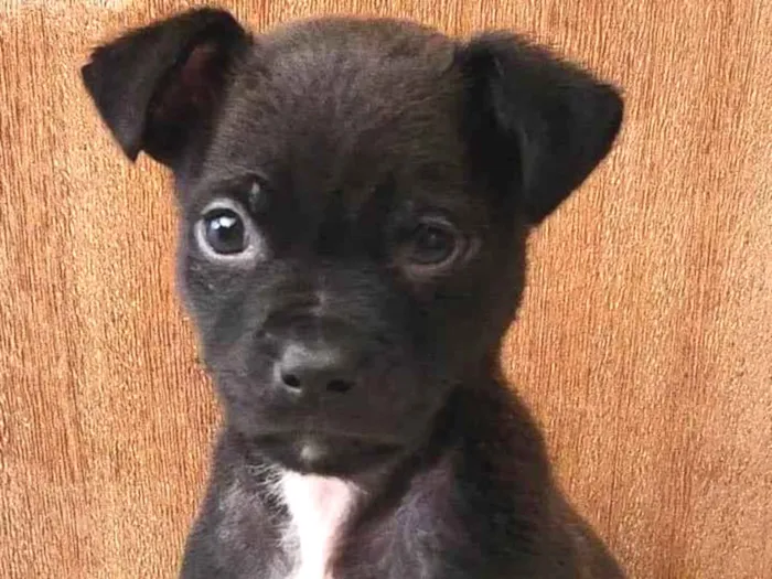 Cachorro ra a SRD-ViraLata idade Abaixo de 2 meses nome Auustar 