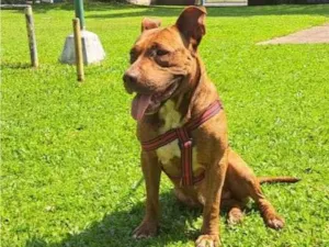 Cachorro raça SRD-ViraLata idade 7 a 11 meses nome Ruby