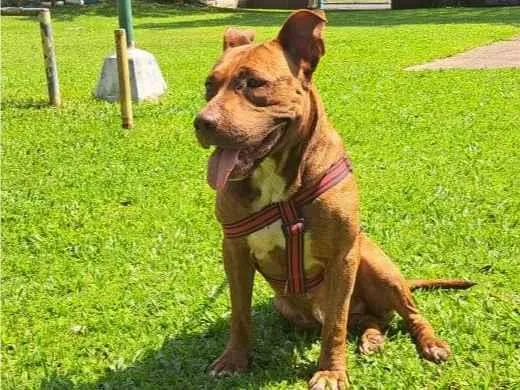 Cachorro ra a SRD-ViraLata idade 7 a 11 meses nome Ruby