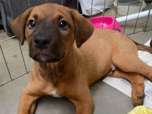 Cachorro raça SRD-ViraLata idade Abaixo de 2 meses nome Tor