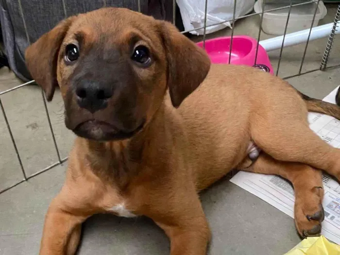 Cachorro ra a SRD-ViraLata idade Abaixo de 2 meses nome Tor