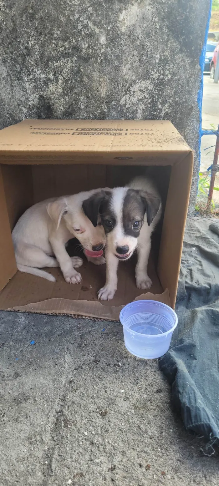 Cachorro ra a SRD idade Abaixo de 2 meses nome Não tem