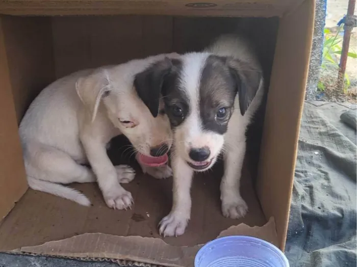 Cachorro ra a SRD idade Abaixo de 2 meses nome Não tem