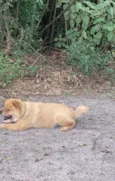 Tufão