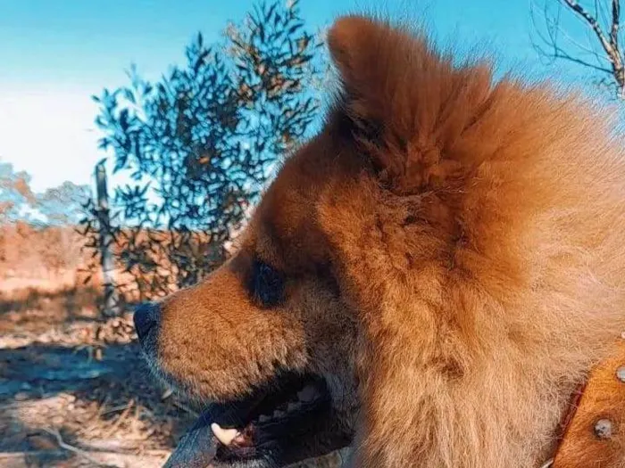 Cachorro ra a Chow Chow idade 4 anos nome Tufão 