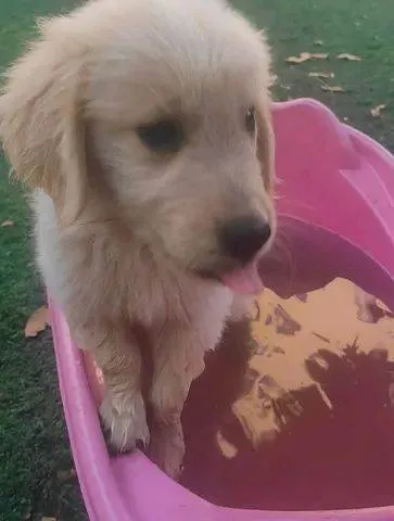 Cachorro ra a Golden Retriever idade 7 a 11 meses nome Laila