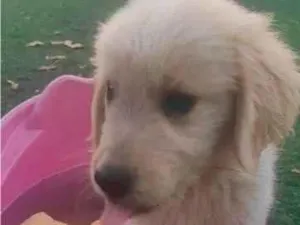 Cachorro raça Golden Retriever idade 7 a 11 meses nome Laila