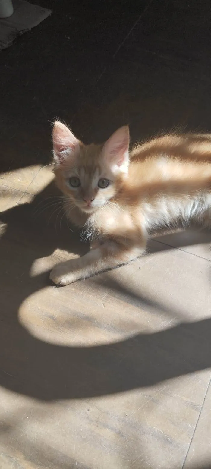 Gato ra a SRD-ViraLata idade 2 a 6 meses nome Jorge (branco) / Alfredo (amarelo)