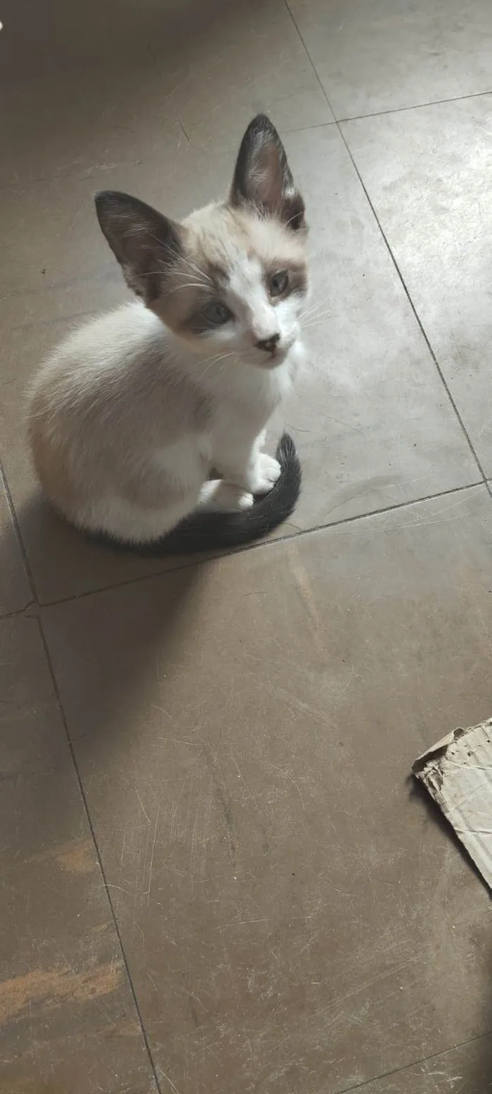 Gato ra a SRD-ViraLata idade 2 a 6 meses nome Jorge (branco) / Alfredo (amarelo)