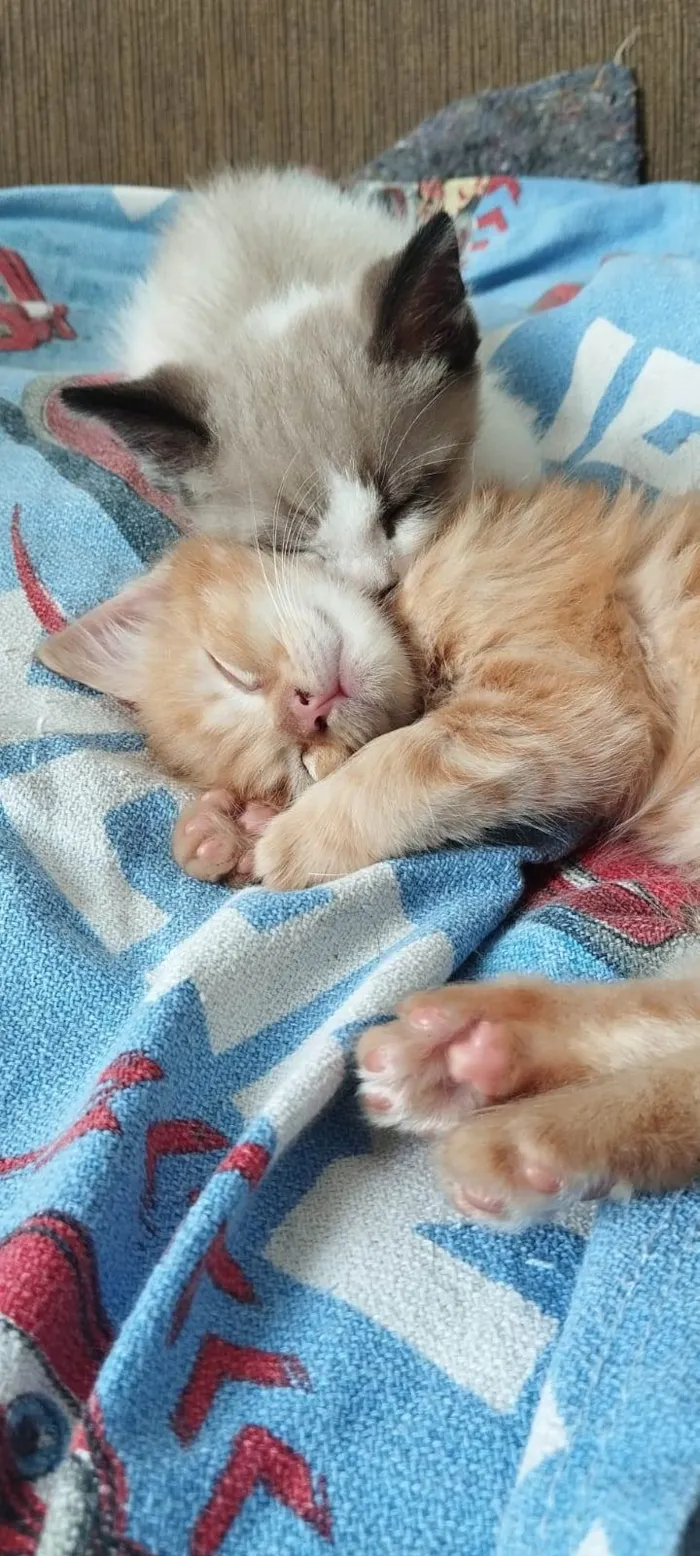 Gato ra a SRD-ViraLata idade 2 a 6 meses nome Jorge (branco) / Alfredo (amarelo)