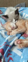 Jorge (branco) / Alfredo (amarelo)