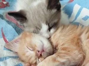 Gato raça SRD-ViraLata idade 2 a 6 meses nome Jorge (branco) / Alfredo (amarelo)